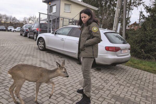 Mieste klaidžiojusi stirna į žmones nekreipė dėmesio