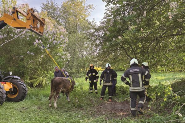 Gelbėtojų darbai: iš šulinių traukia bulius, nuo stogų kelia ančiukus