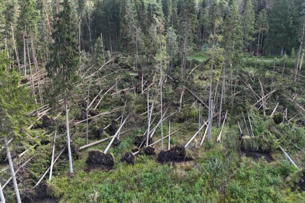 Audros smūgis valstybiniams miškams: fiksuota apie 150 tūkst. kietmetrių vėjavartų ir vėjalaužų