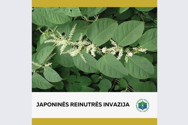 Japoninė reinutrė – efektinga, bet invazinė